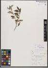 Foto von Salix triandra subsp. amygdalina (L.) Schübl. & G. Martens